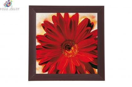 Framed Print - Red chrysanthemum