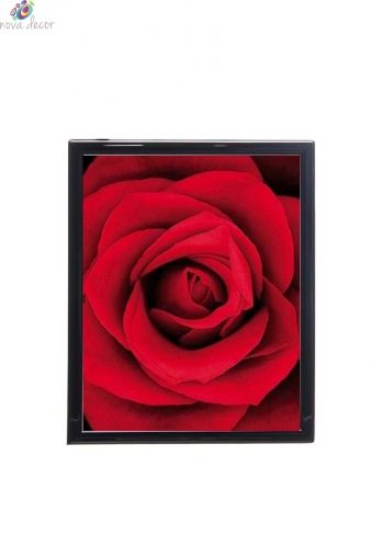 Mylar framed print "Red Rose"