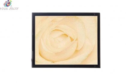 Mylar framed print "White Rose"