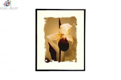 Mylar Framed Print – Delicate orchid