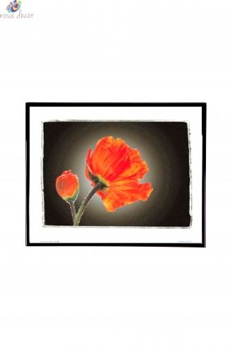 Mylar Framed Print – Red tulip