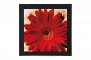 Framed Print - Red chrysanthemum