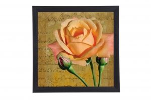 Framed Print - Aromatic rose