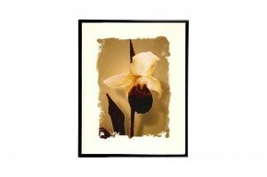 Mylar Framed Print – Delicate orchid