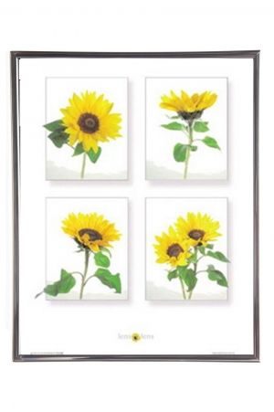 Mylar Framed Print – Sunflowers