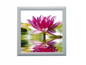 Framed Print - Purple water lily