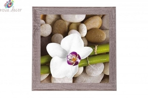 Framed Print - Orchid queen