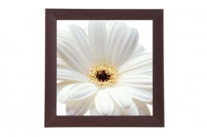 Framed Print - White daisy