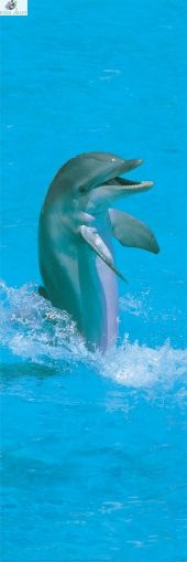 Делфини