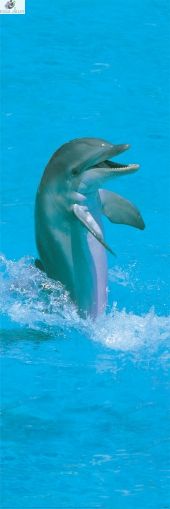 Jumping Dolphin