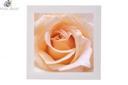 Картина - Кремава роза