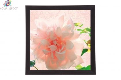 Framed Print - Blooming rose