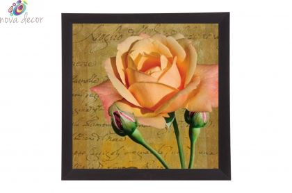 Framed Print - Aromatic rose