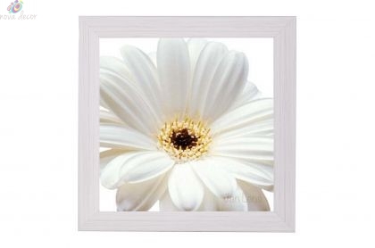 Framed Print - White daisy