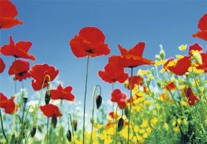 Poppy Field