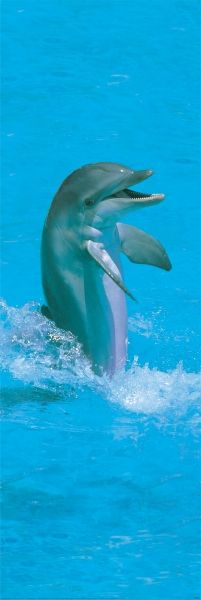 Скачащ делфин