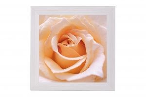 Картина - Кремава роза