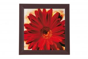 Framed Print - Red chrysanthemum