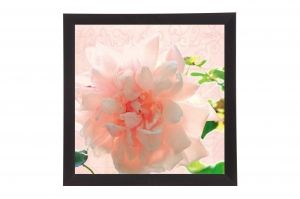 Framed Print - Blooming rose
