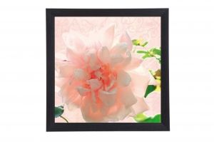 Framed Print - Blooming rose