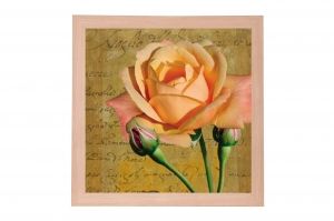 Framed Print - Aromatic rose