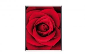 Mylar framed print "Red Rose"