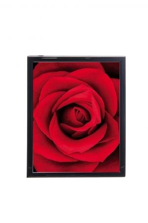 Mylar framed print "Red Rose"