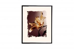 Mylar Framed Print – Alstroemeria 