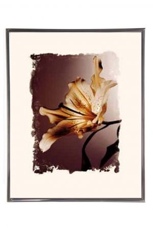 Mylar Framed Print – Alstroemeria 