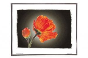 Mylar Framed Print – Red tulip