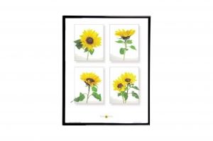 Mylar Framed Print – Sunflowers