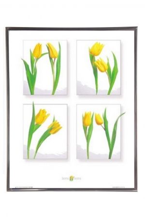 Mylar Framed Print – Yellow Crocuses