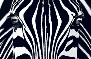 Фототапет Интериор зебра