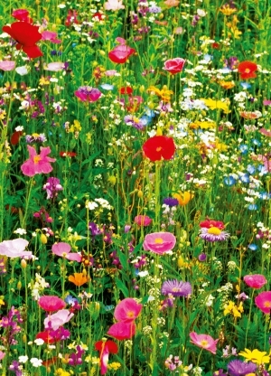 FLOWER FIELD