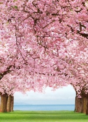 Cherry Trees