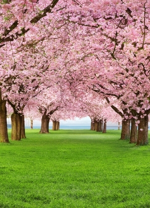 Cherry Trees