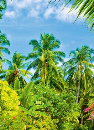 Фототапет Tropical Pathway