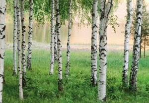 Фототапет Nordic Forest