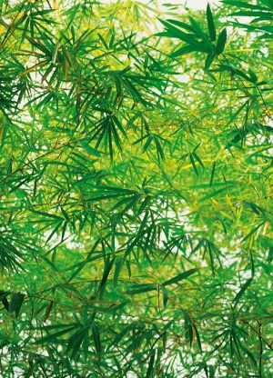 Bamboo Forest