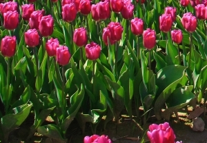 Фототапет Tulips