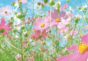 Фототапет Flower Meadow