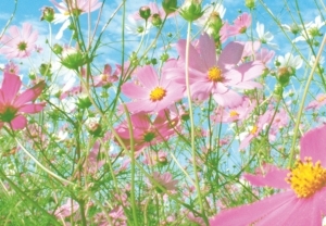 Flower Meadow