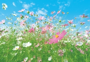 Фототапет Flower Meadow