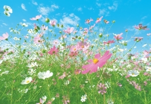 Flower Meadow