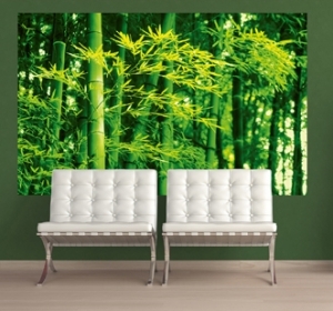 Photo wall Bamboo spring