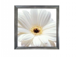 Framed Print - White daisy