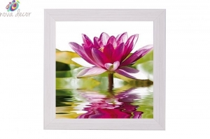 Framed Print - Purple water lily