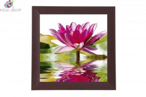 Framed Print - Purple water lily