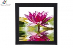 Framed Print - Purple water lily