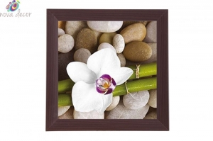 Framed Print - Orchid queen